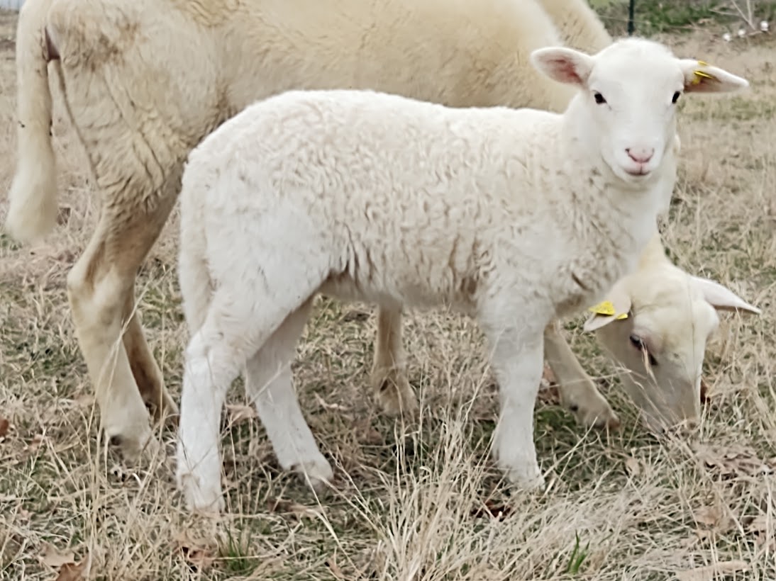 nice lamb