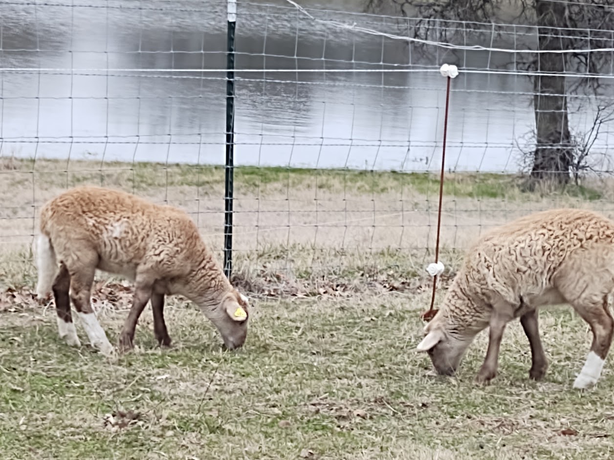 red lambs